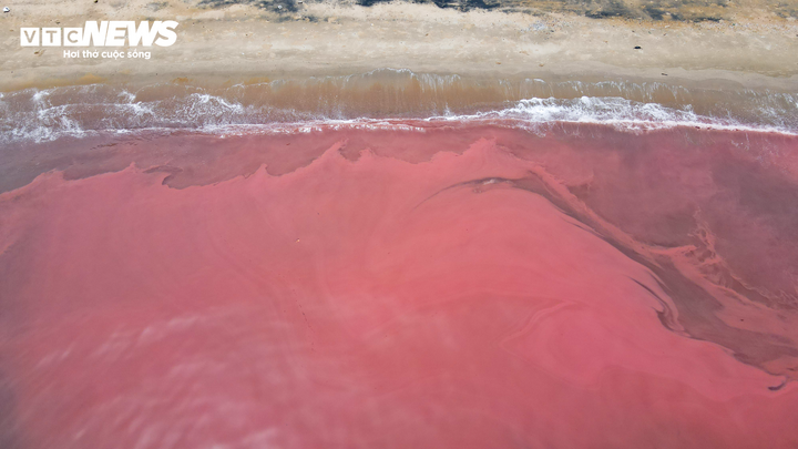 Nước biển ở Hà Tĩnh có màu đỏ do tảo nở hoa - Ảnh 2.