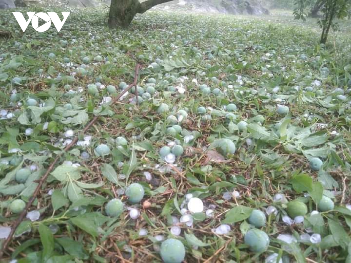 2.500 ha mận hậu Mộc Châu bị ảnh hưởng bởi mưa đá - Ảnh 3.