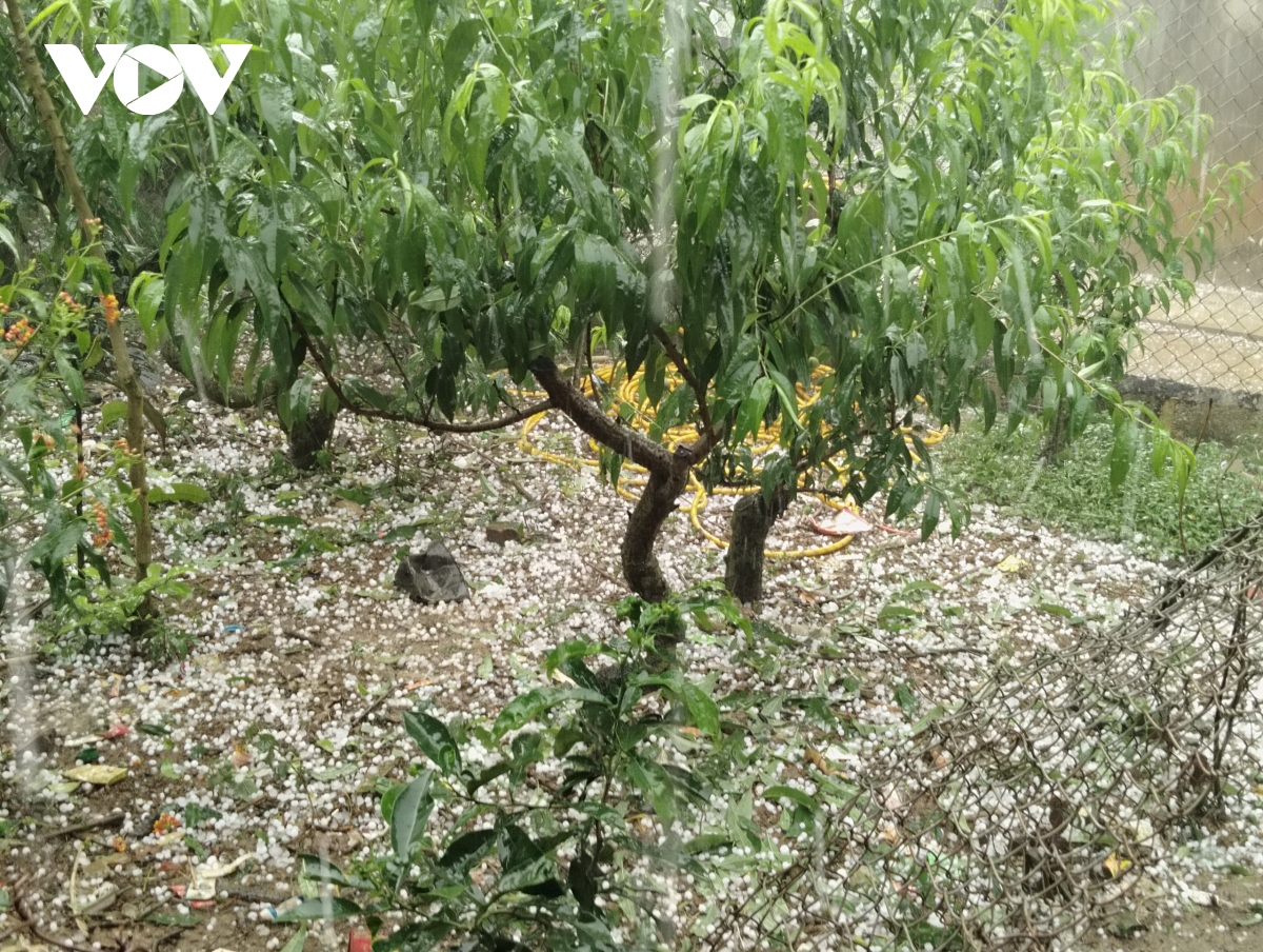 2.500 ha mận hậu Mộc Châu bị ảnh hưởng bởi mưa đá - Ảnh 7.