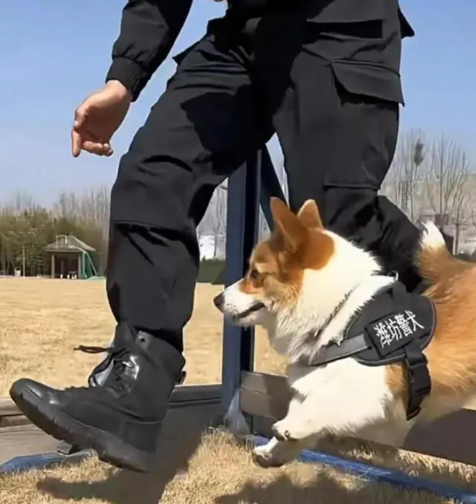 Chó Corgi cảnh sát đầu tiên ở Trung Quốc: Chân ngắn, ngây thơ nhưng điêu luyện - Ảnh 3.