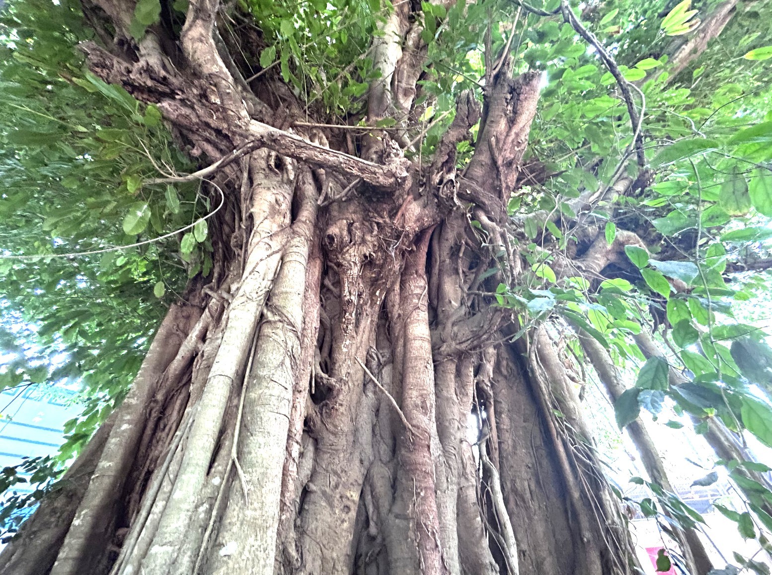 Hai cổ thụ trăm năm đứng ôm nhau vừa được công nhận &quot;cây di sản&quot; ở Bình Dương - Ảnh 5.