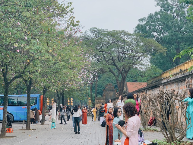 Hoa ban tím mất mùa, dân tình phải mang cả... ghế nhựa theo để đứng lên chụp ảnh cho đẹp - Ảnh 5.