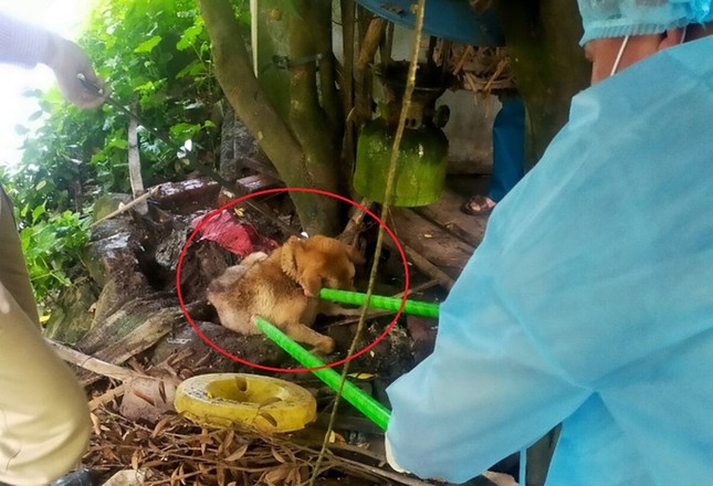 Sau vụ chó dại cắn 14 người, Quảng Ninh huy động hàng chục nghìn liều vắc xin tiêm phòng cho chó mèo - Ảnh 1.