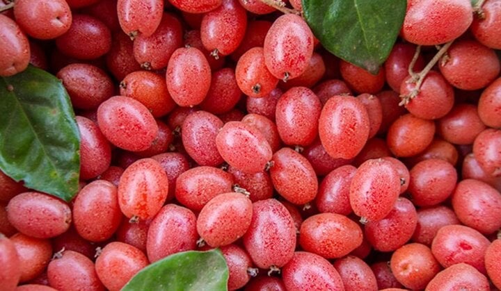 Tác dụng chữa bệnh của cây nhót - Ảnh 1. Tác dụng chữa bệnh của cây nhót - Ảnh 1.