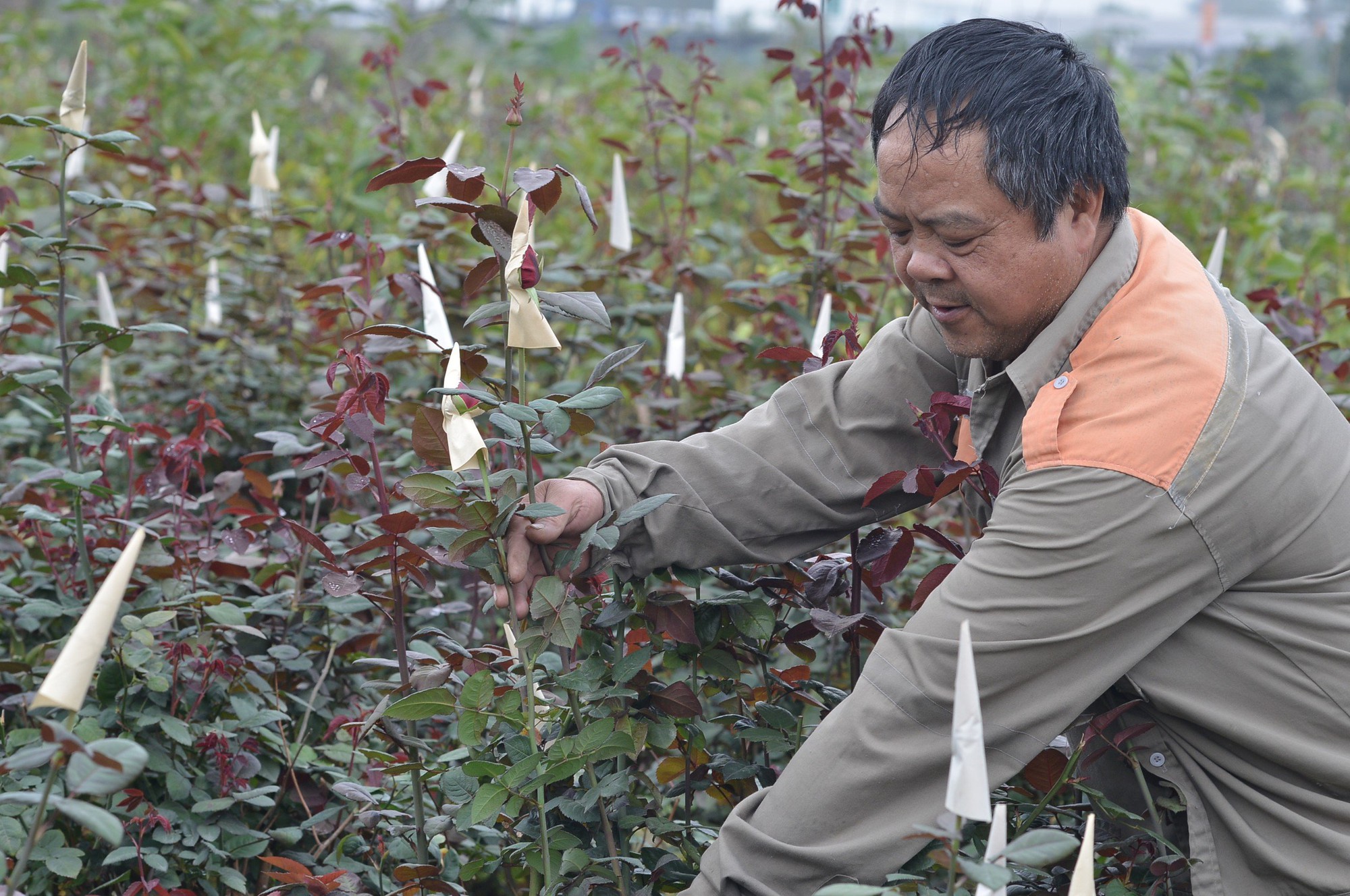 Người trồng hoa ở Mê Linh đang tất bật với vụ thu hoạch