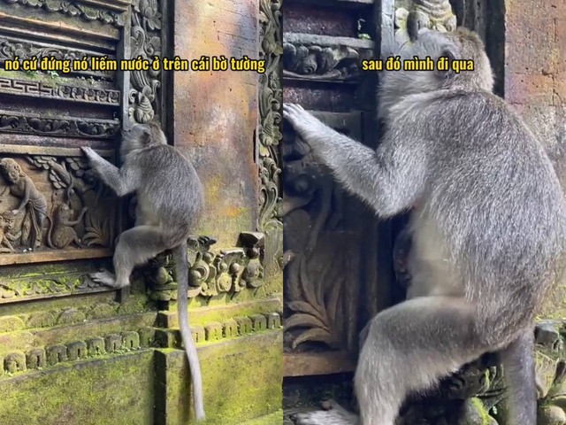 Nữ du khách Việt hốt hoảng vì bị khỉ tấn công tại Bali, dân mạng lập tức đồng cảm vì gặp phải chuyện tương tự - Ảnh 3.