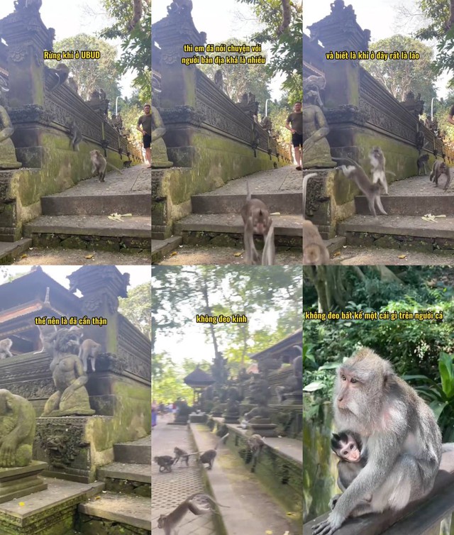Nữ du khách Việt hốt hoảng vì bị khỉ tấn công tại Bali, dân mạng lập tức đồng cảm vì gặp phải chuyện tương tự - Ảnh 2.