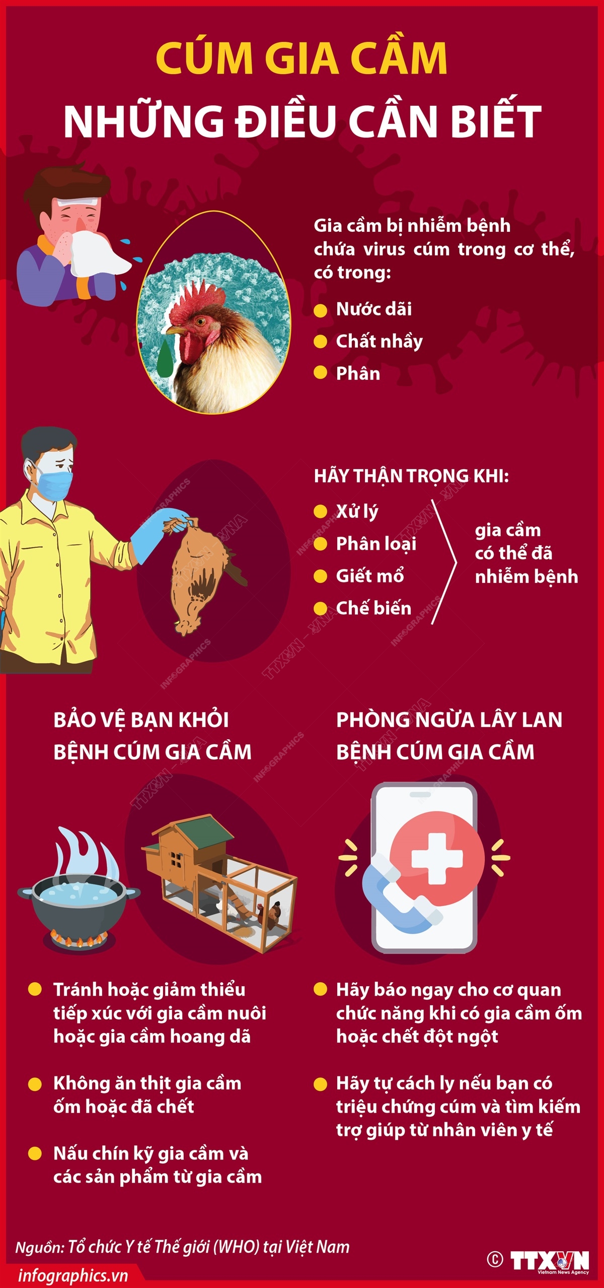 Vì sao người lại mắc cúm gia cầm?- Ảnh 2.