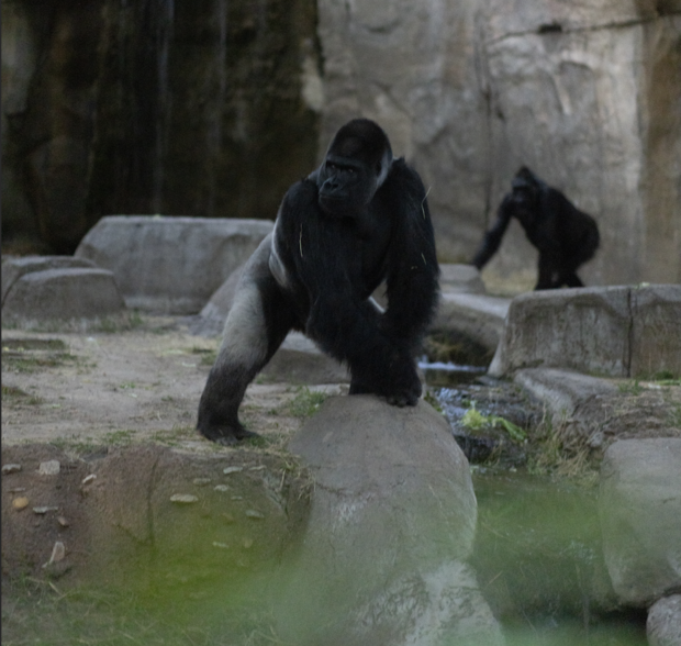 Động vật trong vườn thú có hành vi bất thường khi diễn ra nhật thực toàn phần - Ảnh 1.