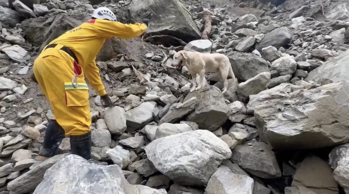 Chú chó cứu hộ góp công lớn trong tìm kiếm nạn nhân động đất ở Đài Loan - Ảnh 1.