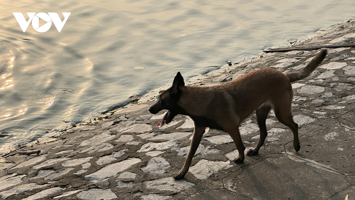 Phát hoảng vì chó không rọ mõm thả rông nơi công cộng ở Hà Nội - Ảnh 1.