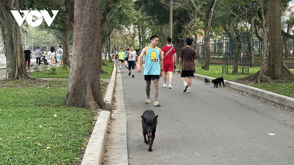 Phát hoảng vì chó không rọ mõm thả rông nơi công cộng ở Hà Nội - Ảnh 12.