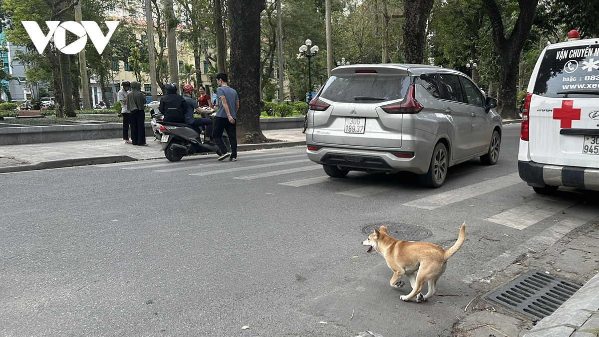 Phát hoảng vì chó không rọ mõm thả rông nơi công cộng ở Hà Nội - Ảnh 9.