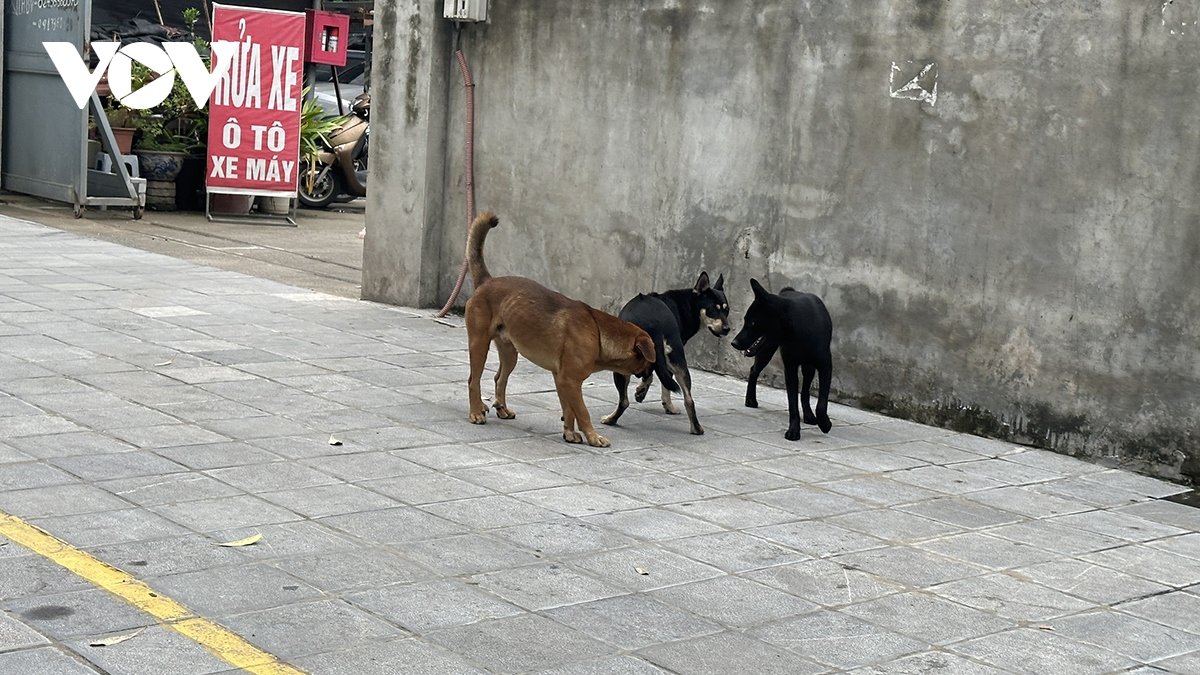 Phát hoảng vì chó không rọ mõm thả rông nơi công cộng ở Hà Nội - Ảnh 6.