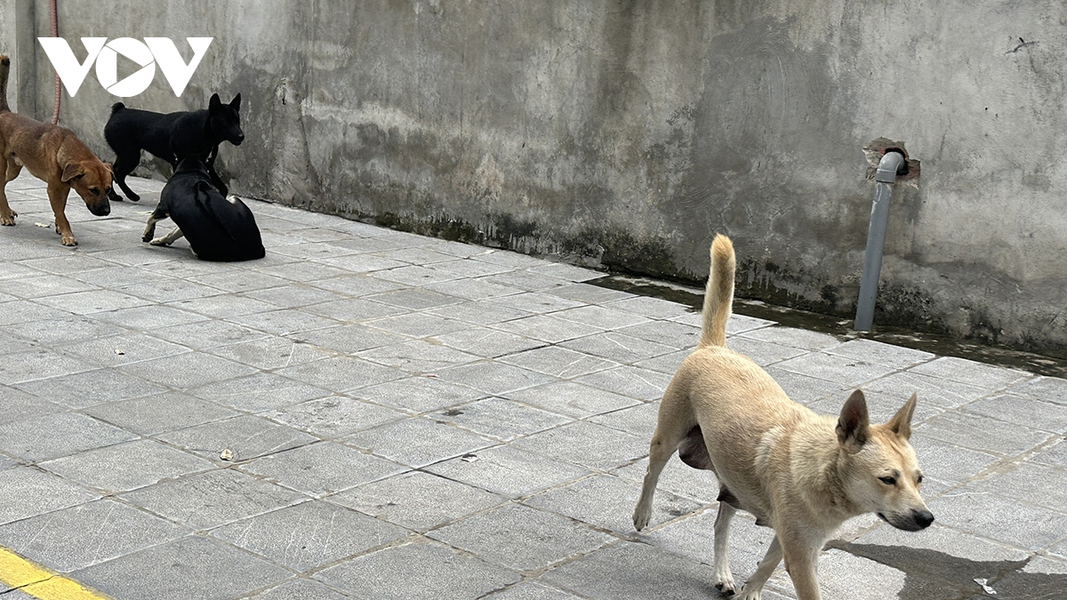 Phát hoảng vì chó không rọ mõm thả rông nơi công cộng ở Hà Nội - Ảnh 7.