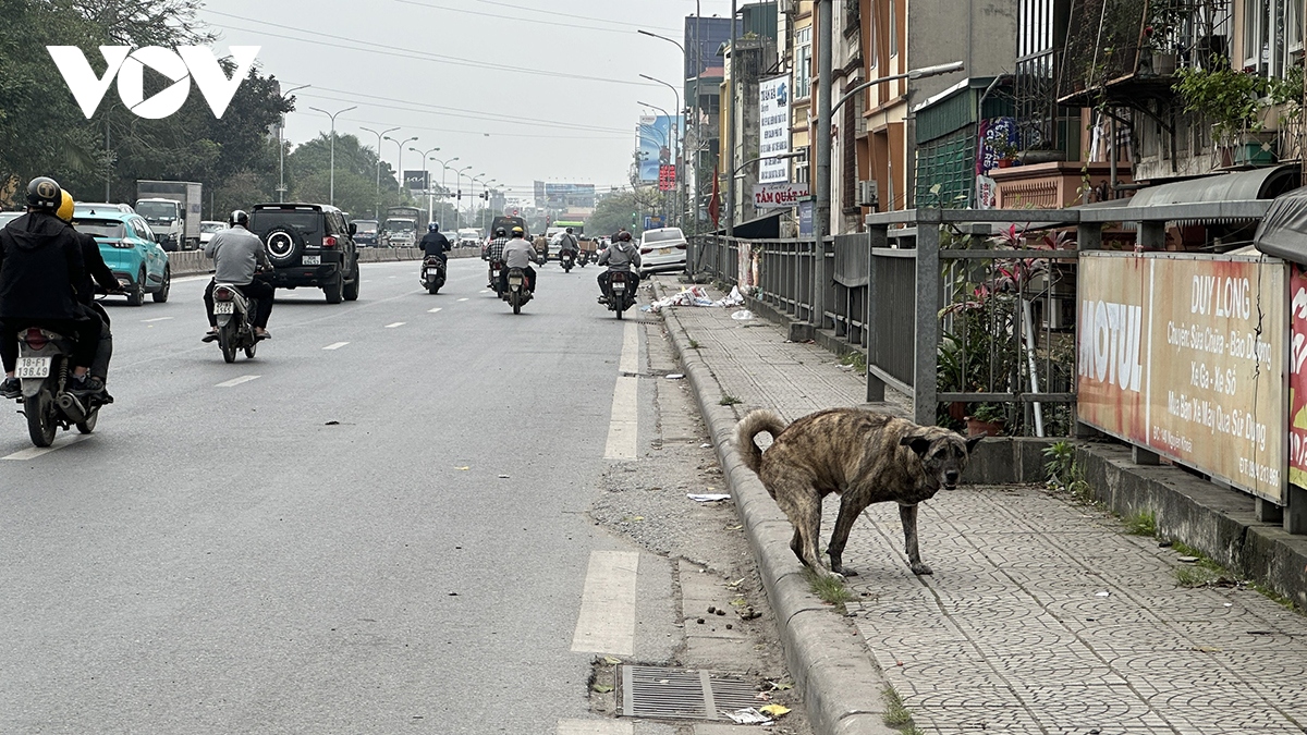 Phát hoảng vì chó không rọ mõm thả rông nơi công cộng ở Hà Nội - Ảnh 5.