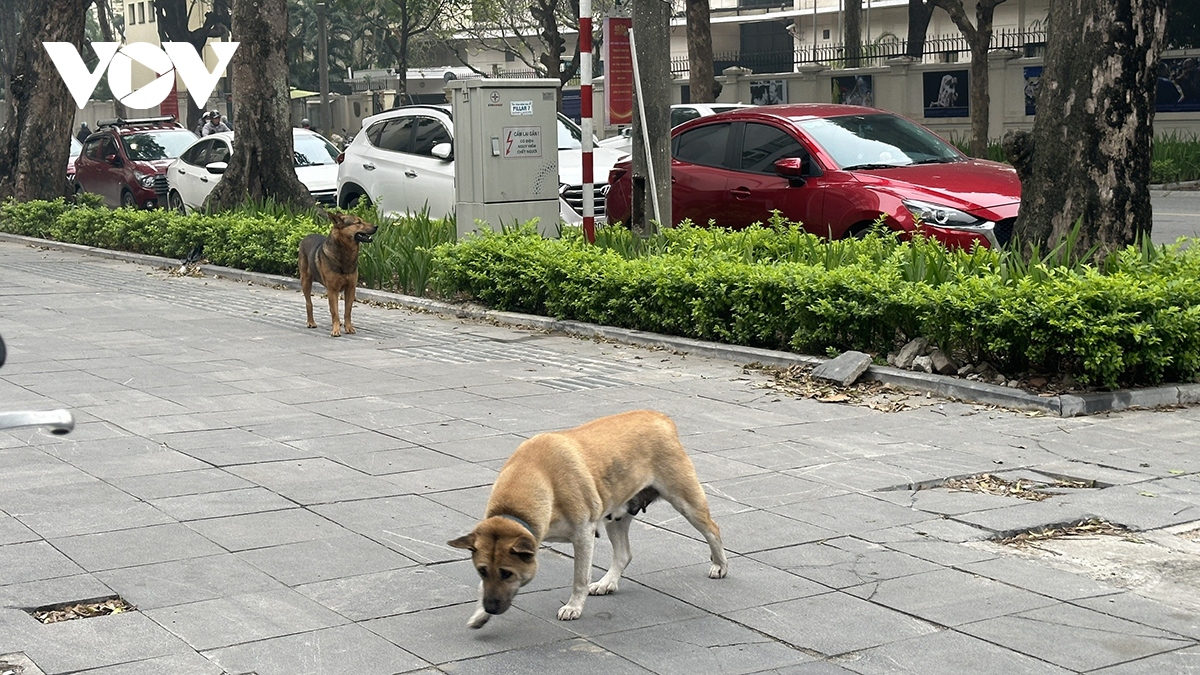 Phát hoảng vì chó không rọ mõm thả rông nơi công cộng ở Hà Nội - Ảnh 8.