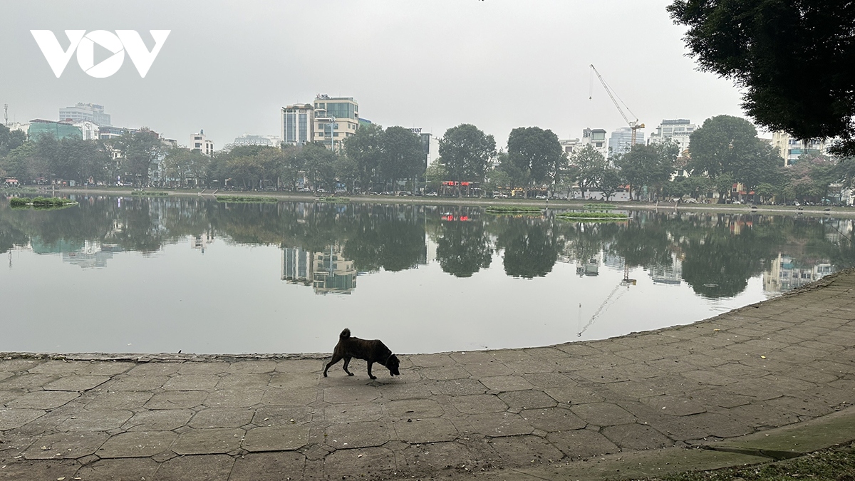 Phát hoảng vì chó không rọ mõm thả rông nơi công cộng ở Hà Nội - Ảnh 10.