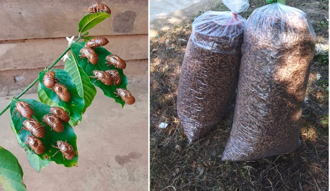 Thực hư x&aacute;c ve sầu được thu mua gi&aacute; tiền triệu - Ảnh 3.