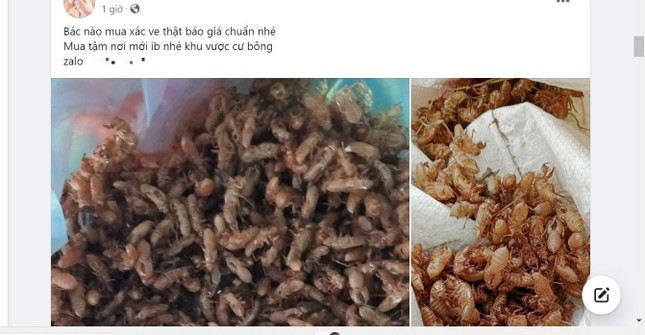Thực hư x&aacute;c ve sầu được thu mua gi&aacute; tiền triệu - Ảnh 1.