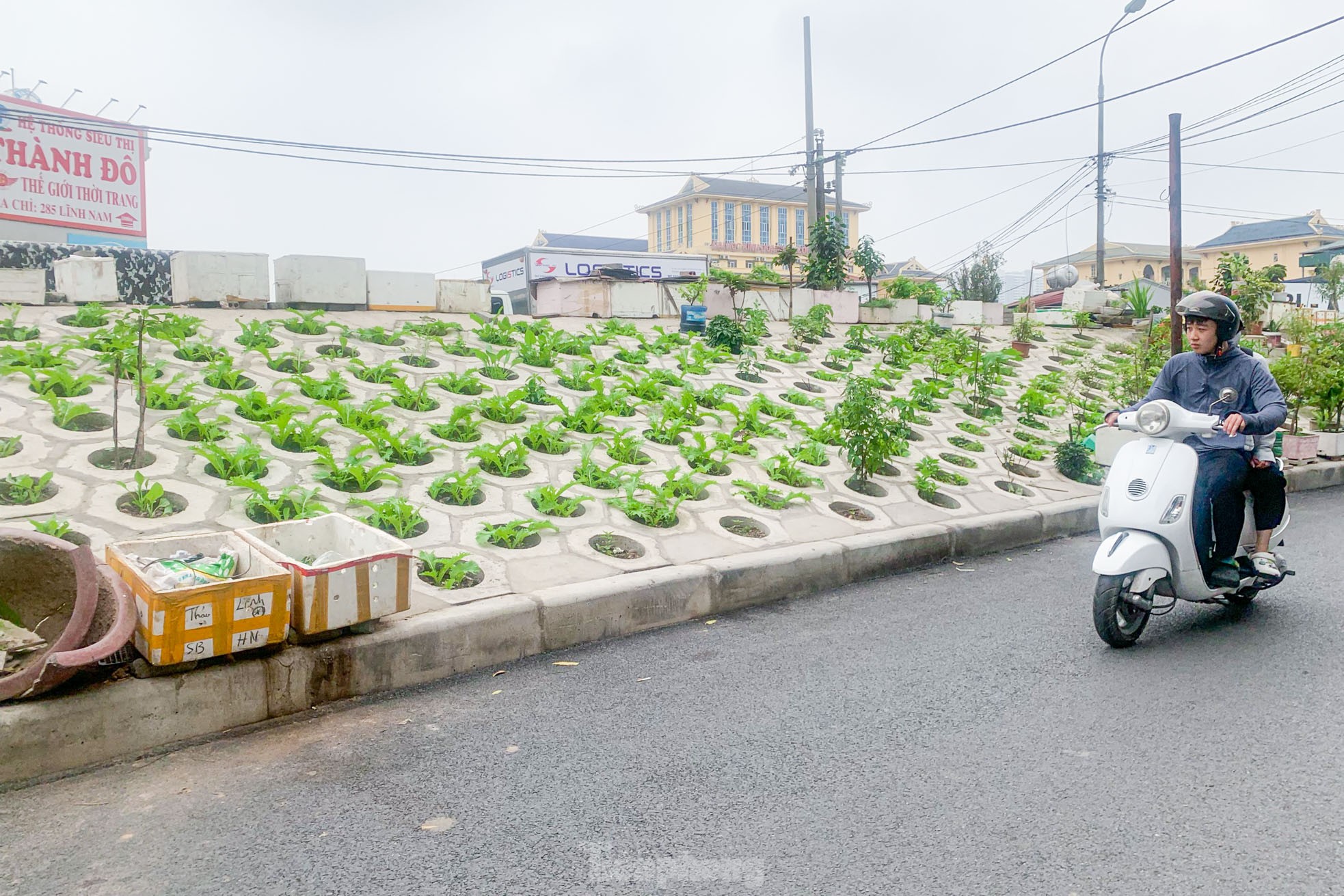 Trên đê Nguyễn Khoái, chỗ trồng rau phủ xanh, chỗ ngập rác ô nhiễm - Ảnh 1.