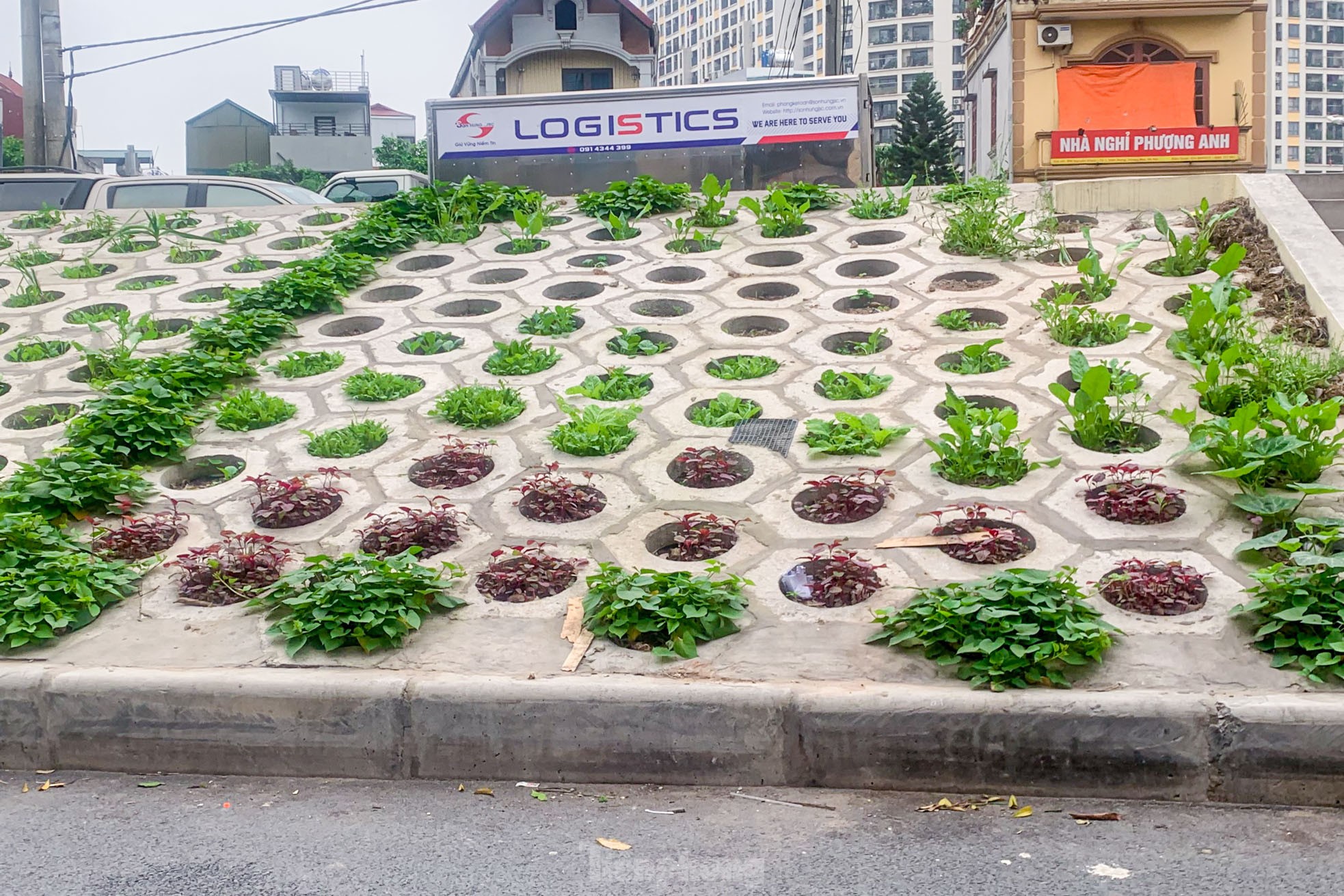 Trên đê Nguyễn Khoái, chỗ trồng rau phủ xanh, chỗ ngập rác ô nhiễm - Ảnh 2.