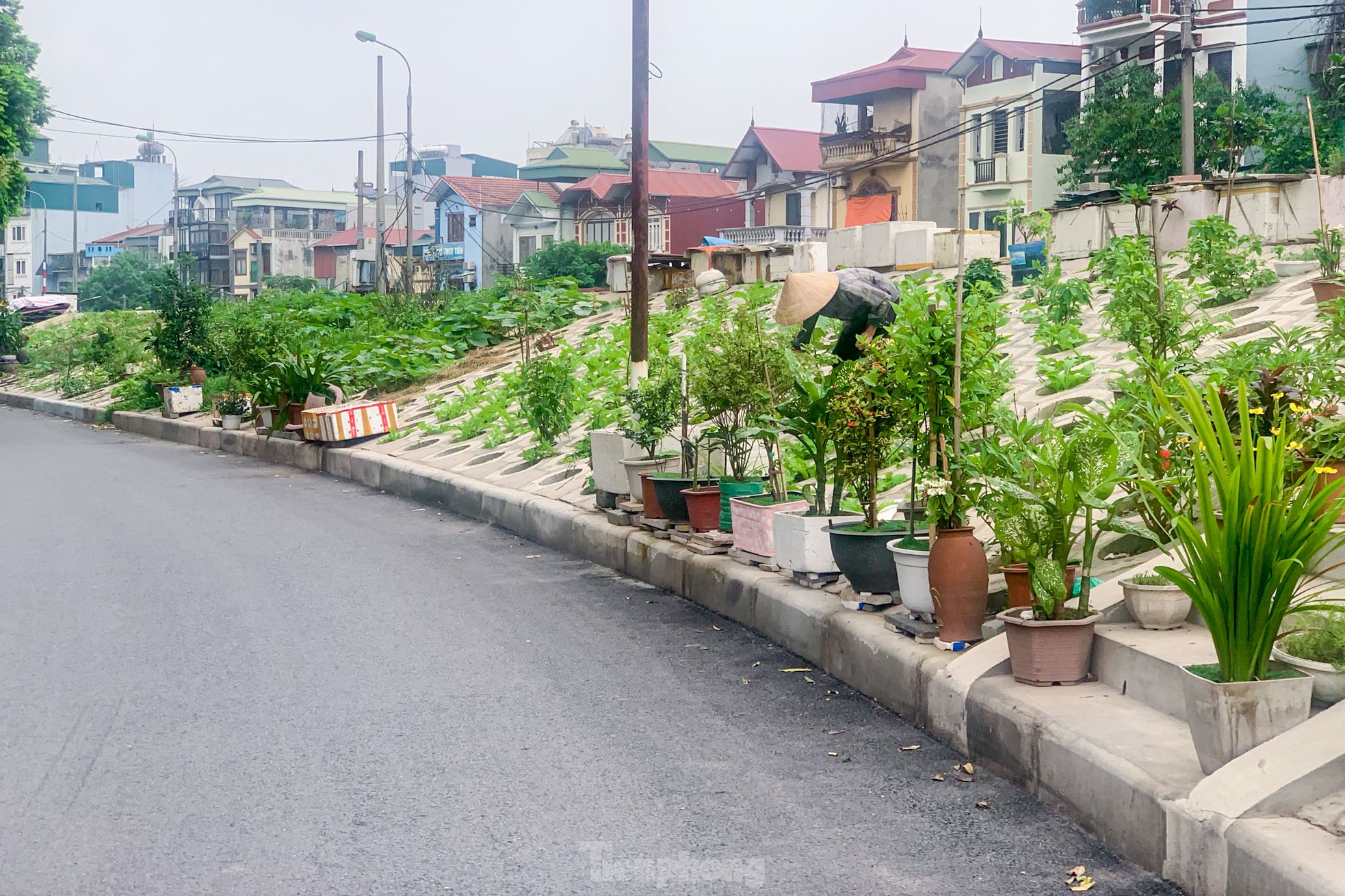 Trên đê Nguyễn Khoái, chỗ trồng rau phủ xanh, chỗ ngập rác ô nhiễm - Ảnh 4.