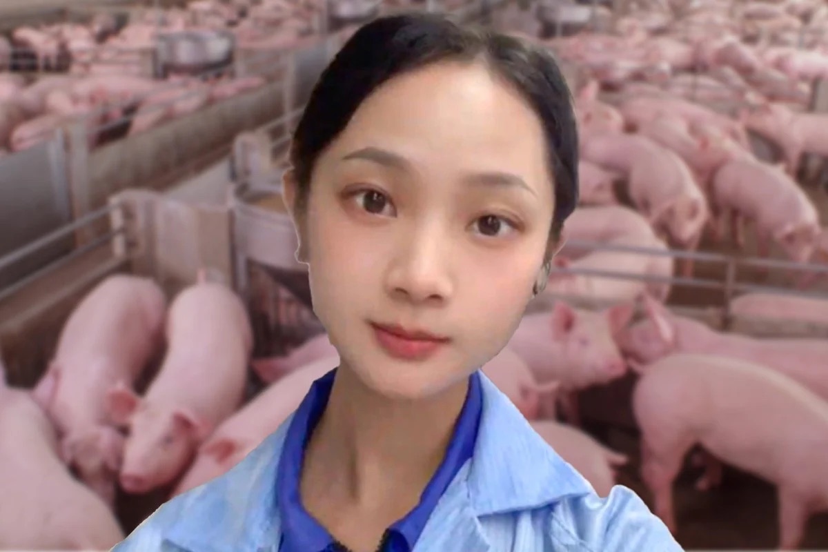 Cô gái trẻ Trung Quốc nổi tiếng sau khi bỏ việc văn phòng về nuôi lợn - Ảnh 1.