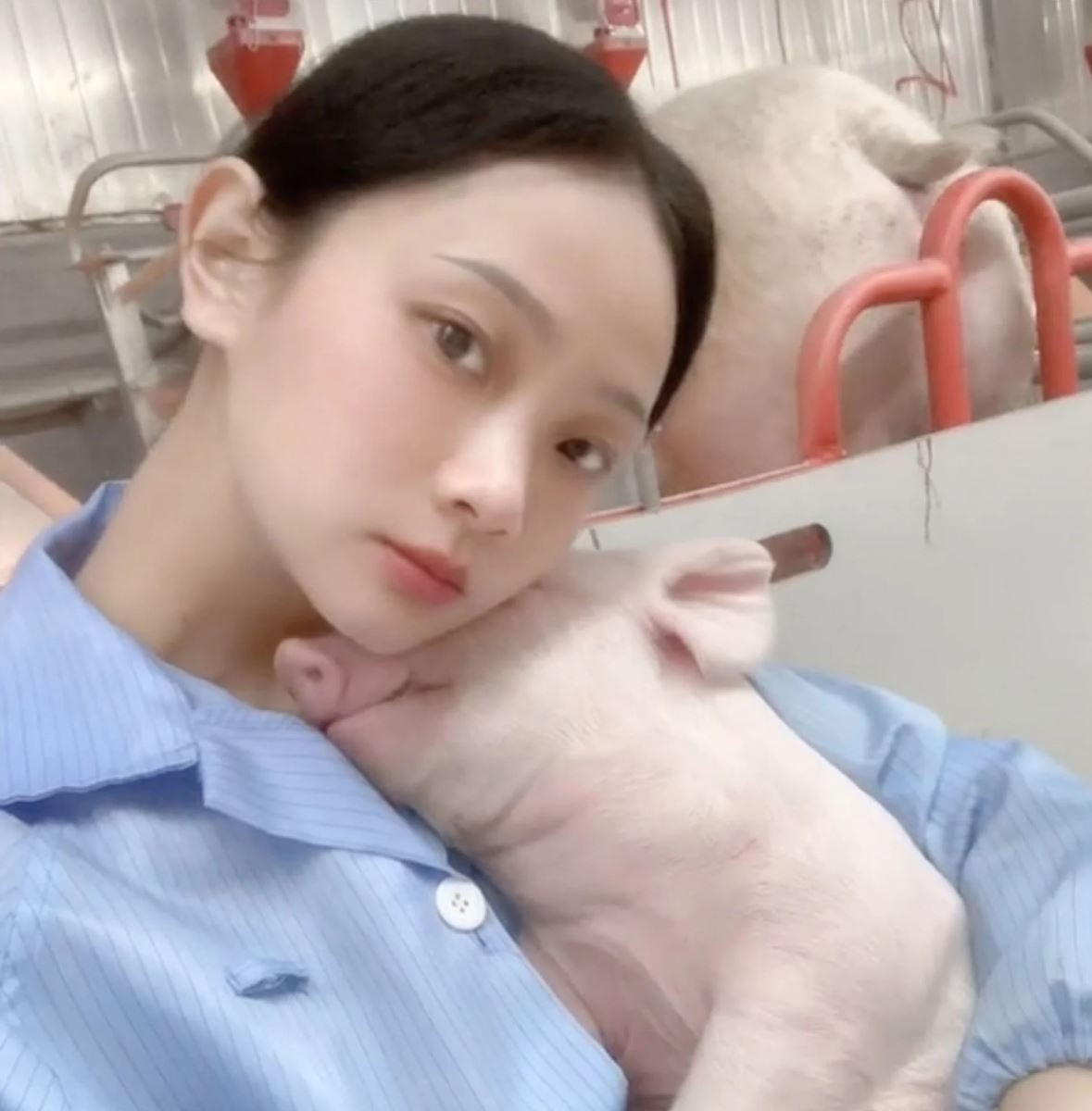 Cô gái trẻ Trung Quốc nổi tiếng sau khi bỏ việc văn phòng về nuôi lợn - Ảnh 2.