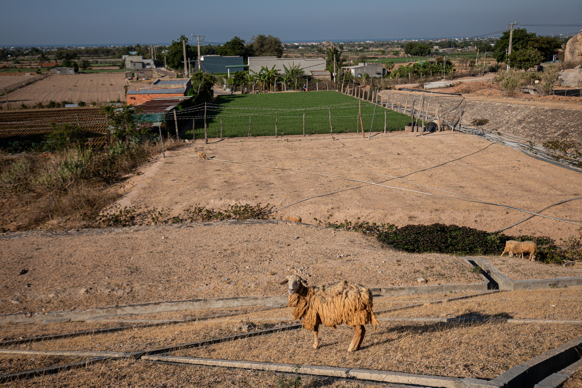Tận mắt thấy những đàn cừu Ninh Thuận chết khô, hồ nước trơ đáy, nứt nẻ trong hạn hán khốc liệt miền Trung - Ảnh 6.