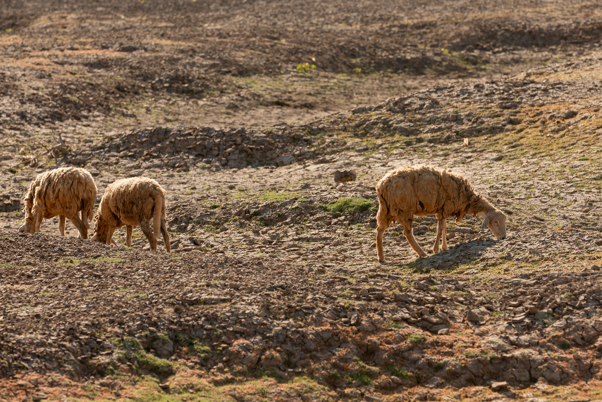 Tận mắt thấy những đàn cừu Ninh Thuận chết khô, hồ nước trơ đáy, nứt nẻ trong hạn hán khốc liệt miền Trung - Ảnh 13.