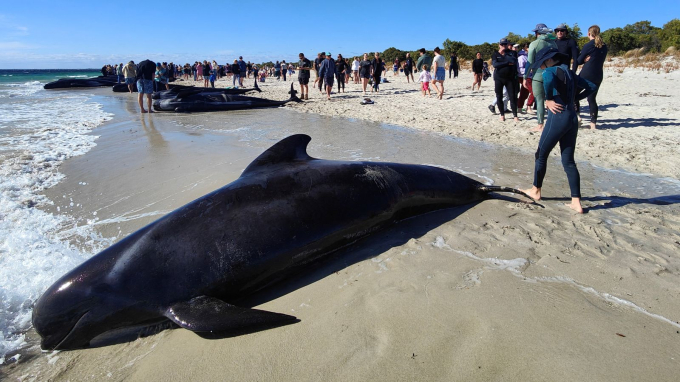 160 con cá voi khổng lồ nằm la liệt trên bờ biển, trong đó hàng chục đã con thiệt mạng: Chuyện gì đang xảy ra? - Ảnh 4.