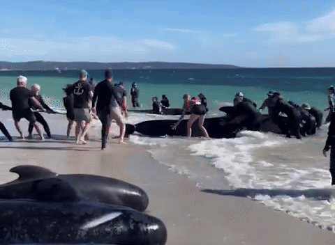 160 con cá voi khổng lồ nằm la liệt trên bờ biển, trong đó hàng chục đã con thiệt mạng: Chuyện gì đang xảy ra? - Ảnh 2.