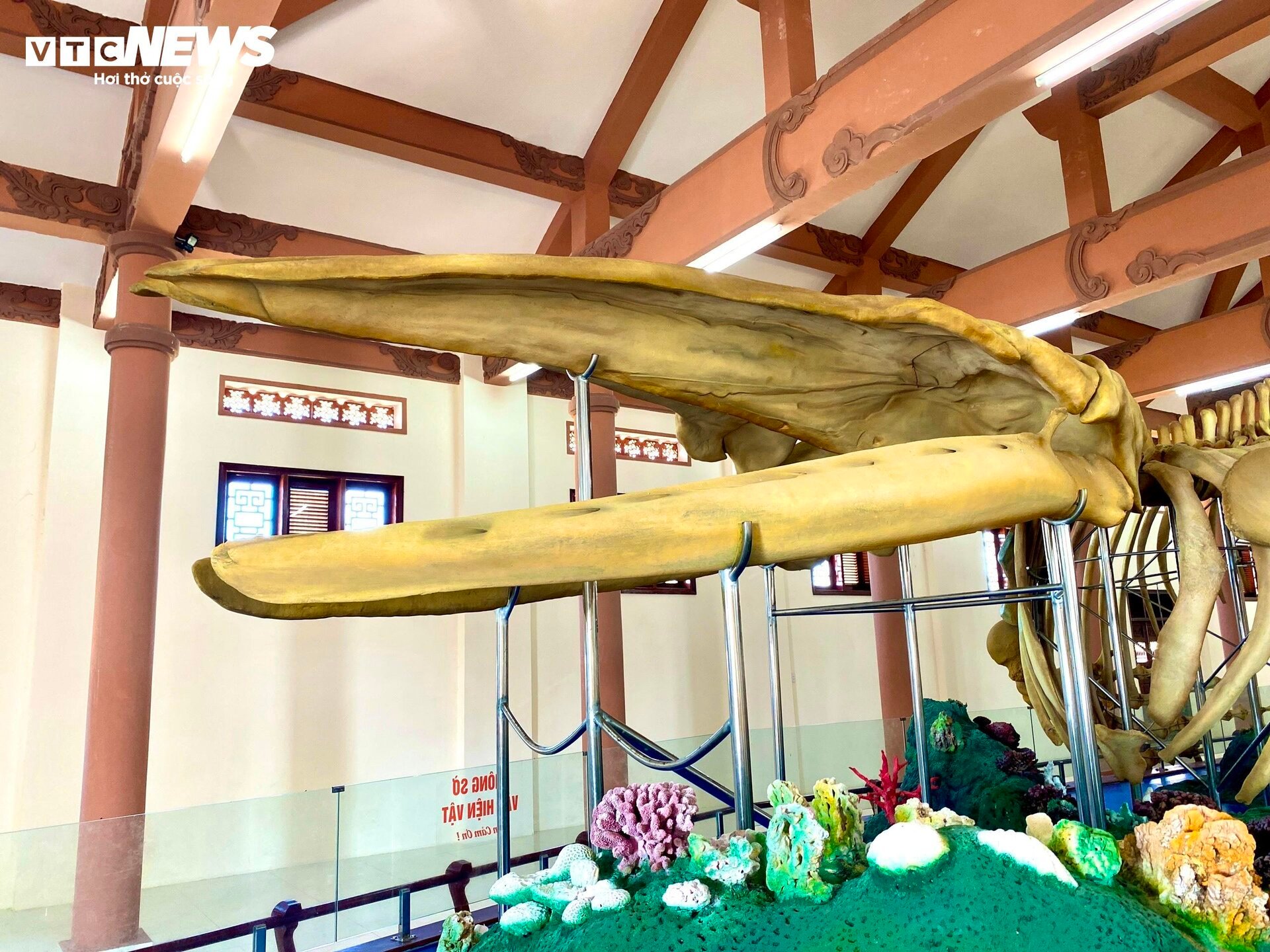 Đến đảo Lý Sơn, mục sở thị 2 bộ xương cá voi lớn nhất Việt Nam - Ảnh 7.
