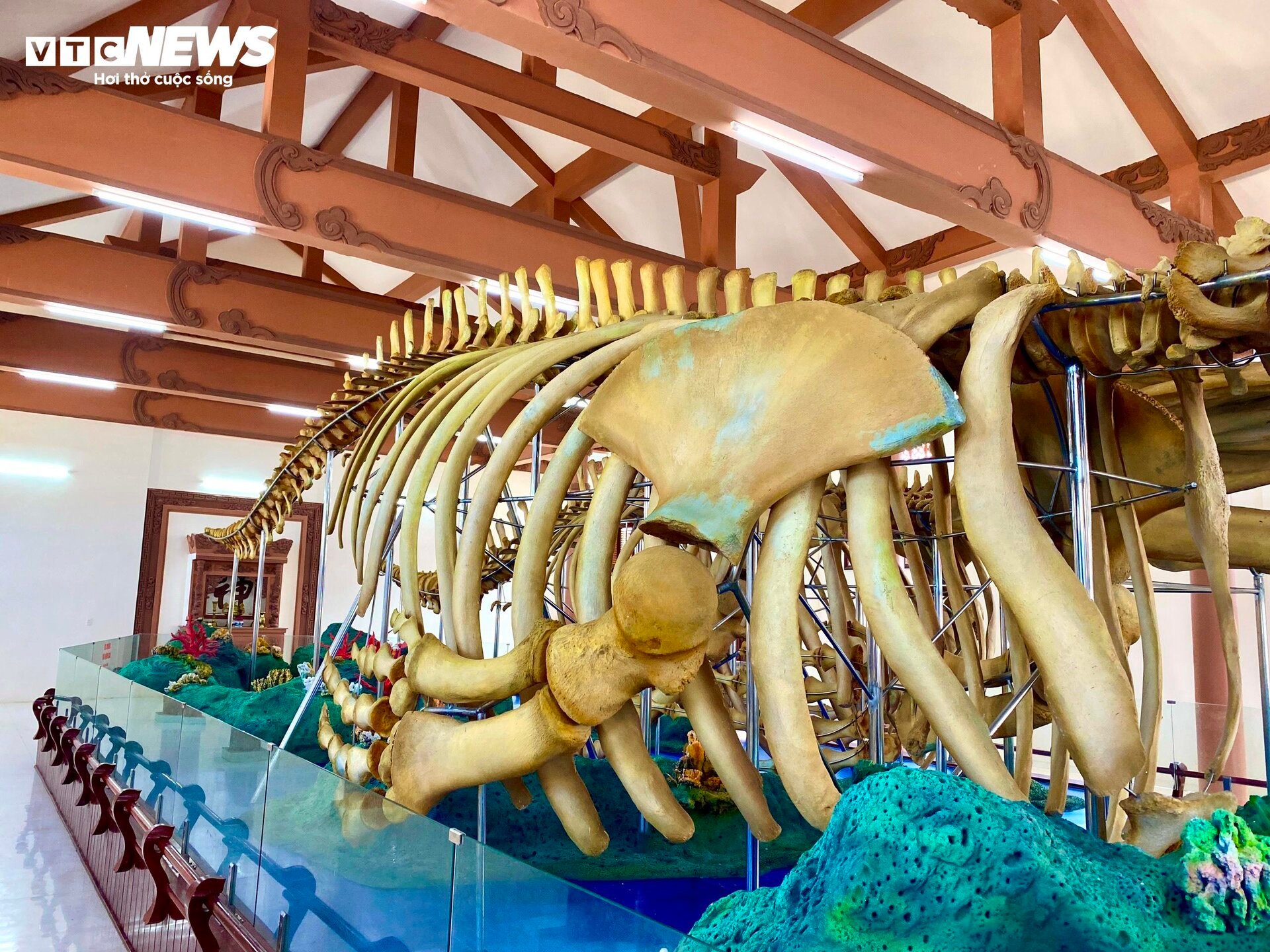 Đến đảo Lý Sơn, mục sở thị 2 bộ xương cá voi lớn nhất Việt Nam - Ảnh 4.