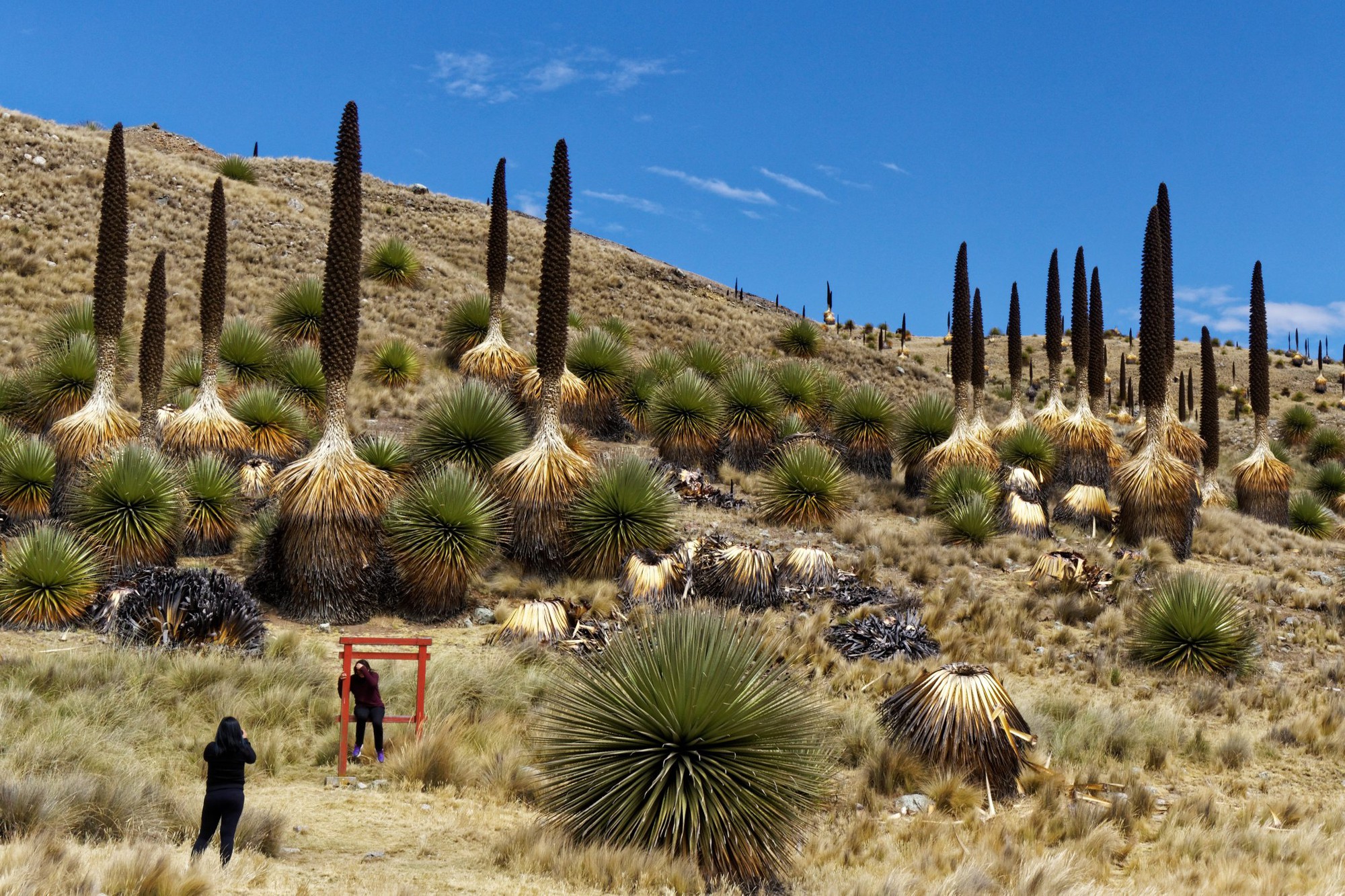 Puya Raimondii: 'Nữ hoàng dãy Andes', 100 năm mới nở hoa một lần!- Ảnh 5.