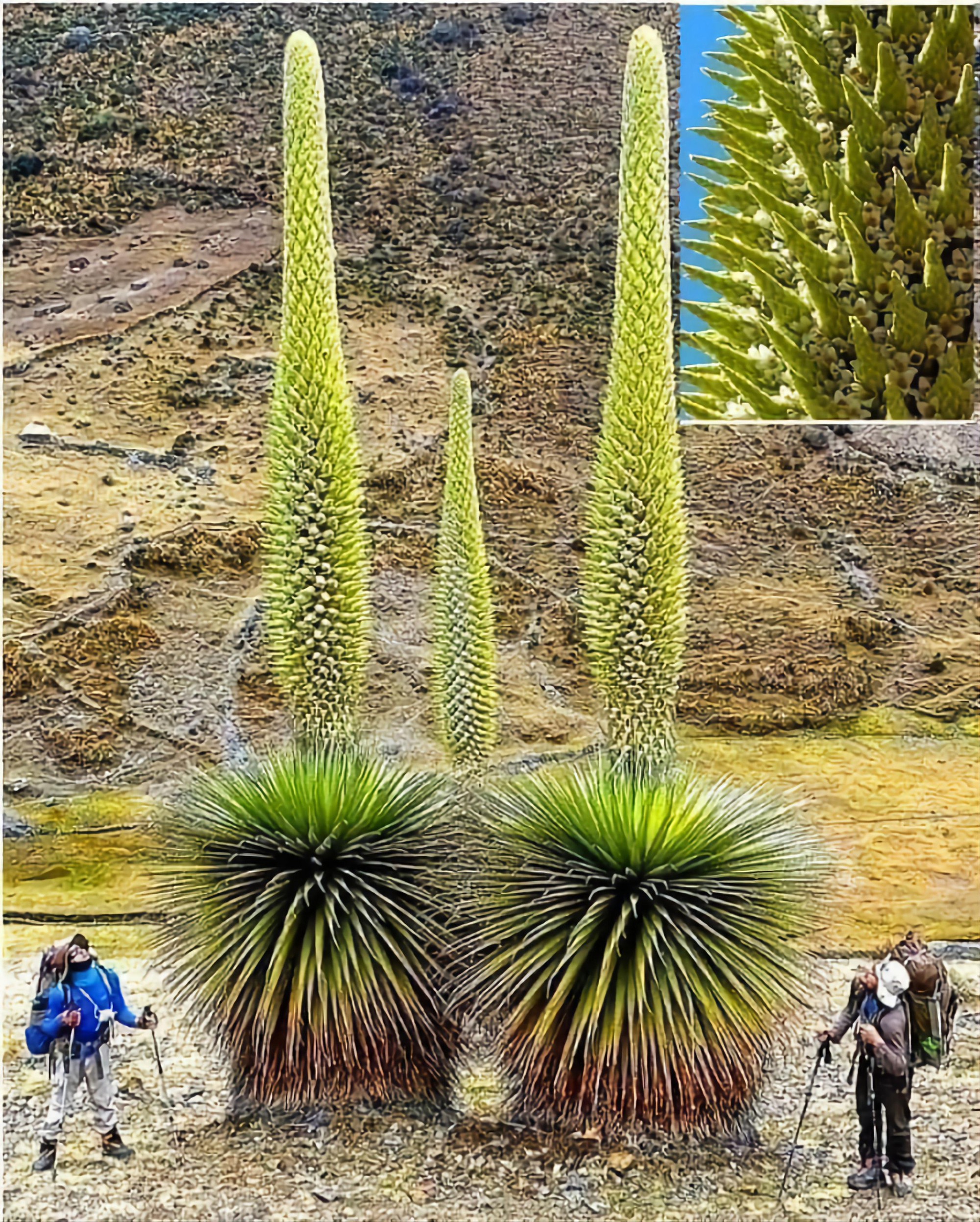 Puya Raimondii: 'Nữ hoàng dãy Andes', 100 năm mới nở hoa một lần!- Ảnh 4.