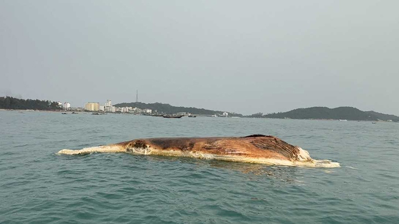 Người dân Cô Tô (Quảng Ninh) chôn cất xác cá voi 10 tấn trôi dạt trên biển - Ảnh 1.