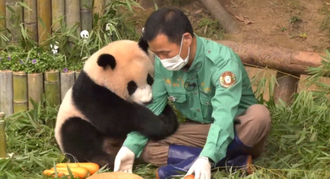 Ông nội Kang của Fubao: Ở bên &quot;cháu gái&quot; 24/7 suốt 3 tháng mới sinh, tiết lộ điều cảm động sau bó cải dầu vàng- Ảnh 6.