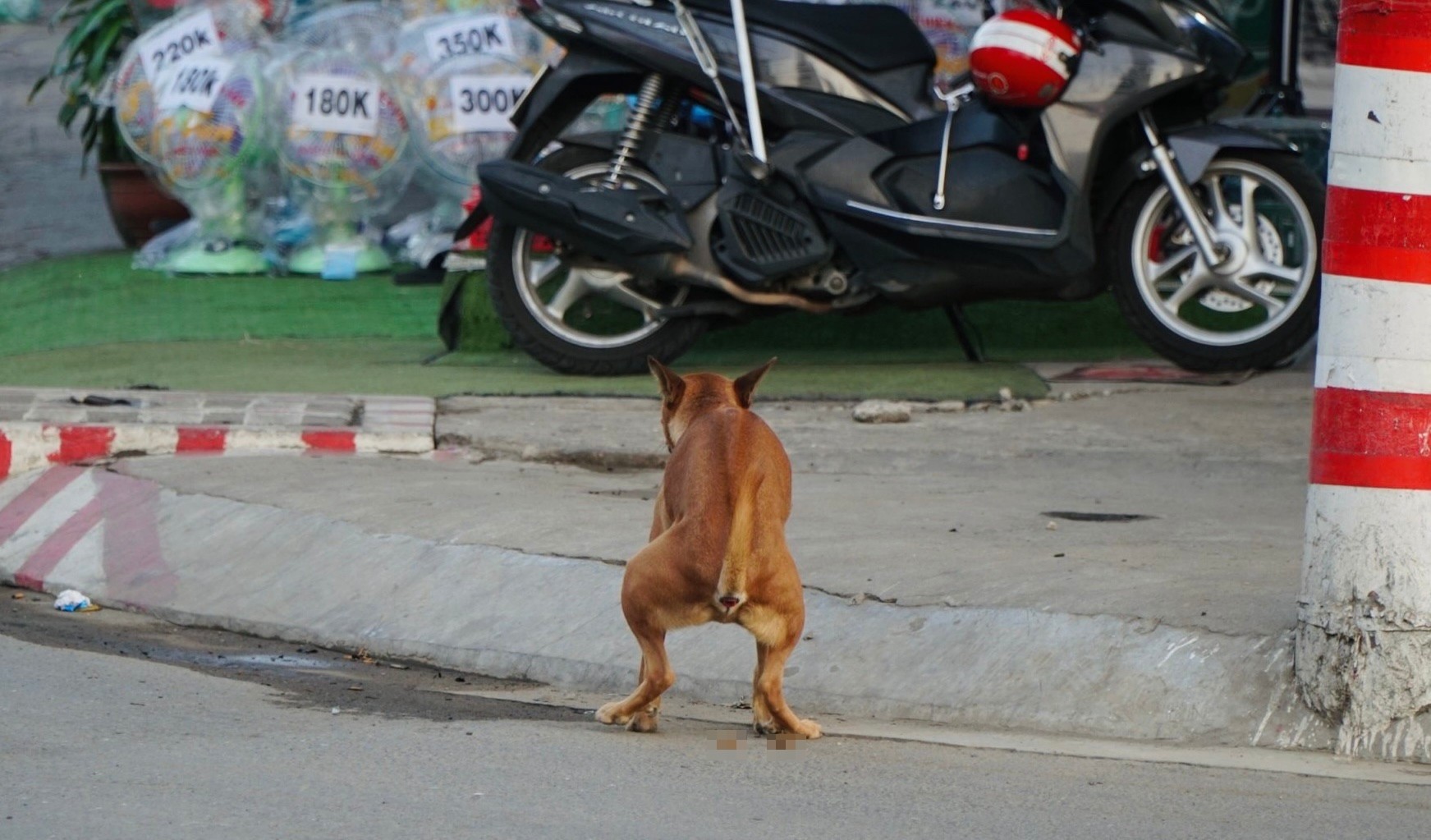 Bệnh dại bùng phát nhiều nơi, chó không rọ mõm vẫn &quot;tung tăng&quot; trên phố ở TPHCM - Ảnh 5.