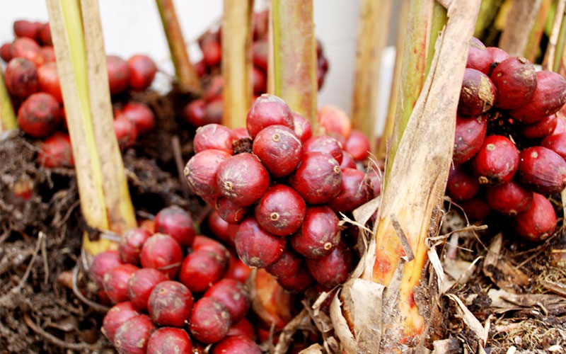 1 loại quả cay ngọt nhưng “giàu sắt hơn thịt bò”, bổ ngang nhân sâm: Hạ đường huyết, bổ máu, “dưỡng gan” và xương hiệu quả lại rất sẵn ở Việt Nam - Ảnh 1.