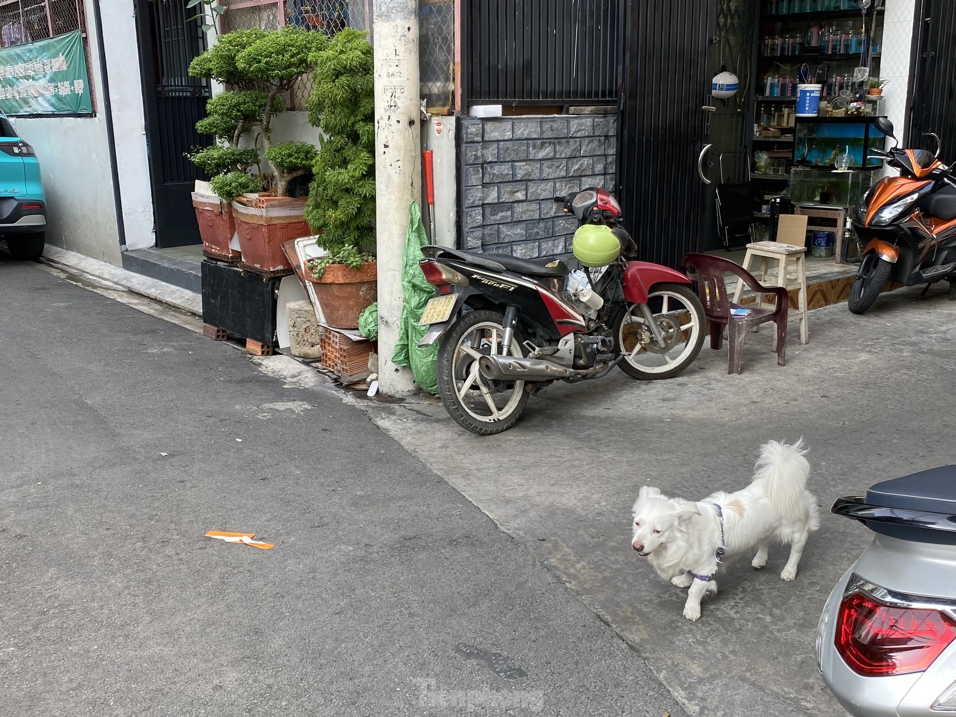 Bệnh dại bùng phát nhiều nơi, chó không rọ mõm vẫn &quot;tung tăng&quot; trên phố ở TPHCM - Ảnh 2.