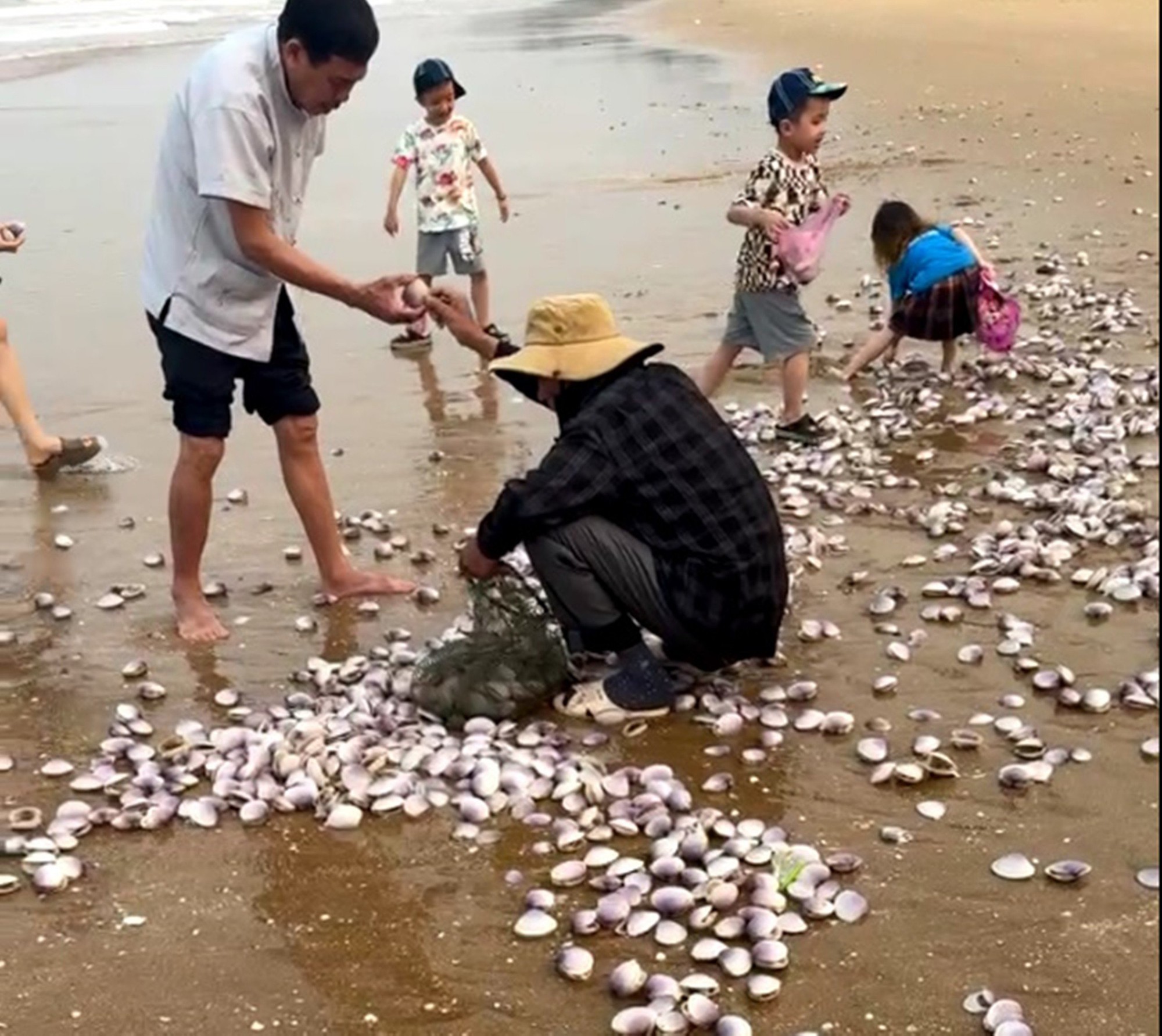 Hàng tấn nghêu tím bị sóng đánh dạt vào bờ ở Hà Tĩnh- Ảnh 3.