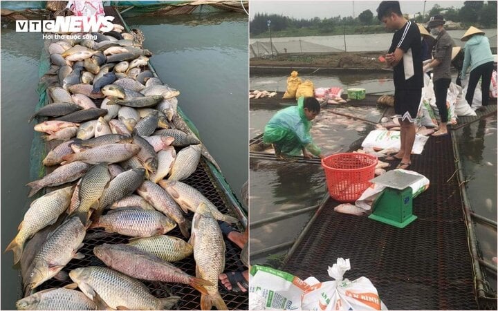 Hàng trăm tấn cá chết ở Hải Dương: Nông dân bật khóc, xót xa tiền tỷ trôi sông - Ảnh 2.