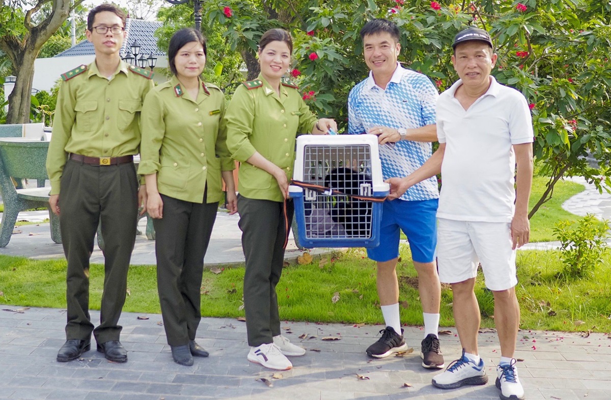 Vượn đen m&aacute; hung qu&yacute; hiếm đi lạc v&agrave;o vườn nh&agrave; d&acirc;n- Ảnh 2.