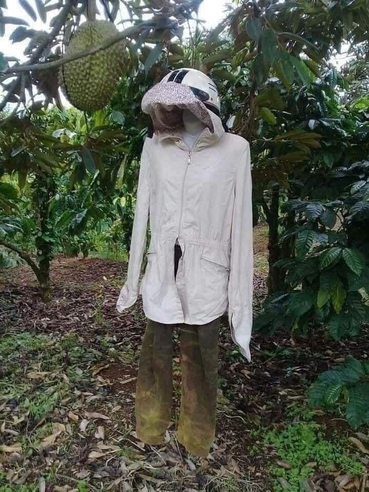 1001 cách người nông dân bảo vệ những trái sầu riêng khỏi kẻ trộm, &quot;hú hồn&quot; nhất là cảnh rắn bò - Ảnh 2.