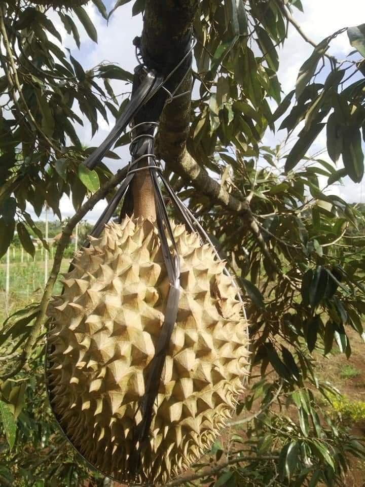 1001 cách người nông dân bảo vệ những trái sầu riêng khỏi kẻ trộm, &quot;hú hồn&quot; nhất là cảnh rắn bò - Ảnh 6.