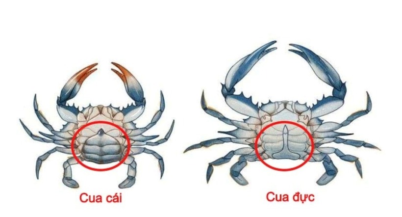 Cách phân biệt cua đực và cua cái đơn giản mà hiệu quả - Ảnh 2.