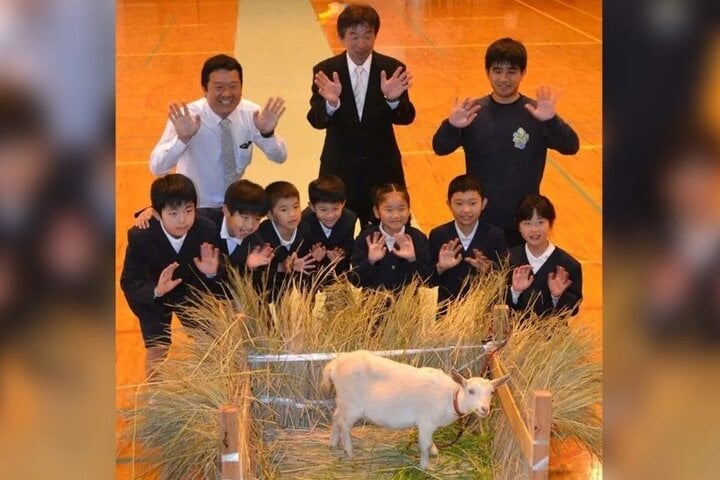 Trường học ở Nhật Bản nhận một chú dê làm 'học sinh mới' - Ảnh 1.