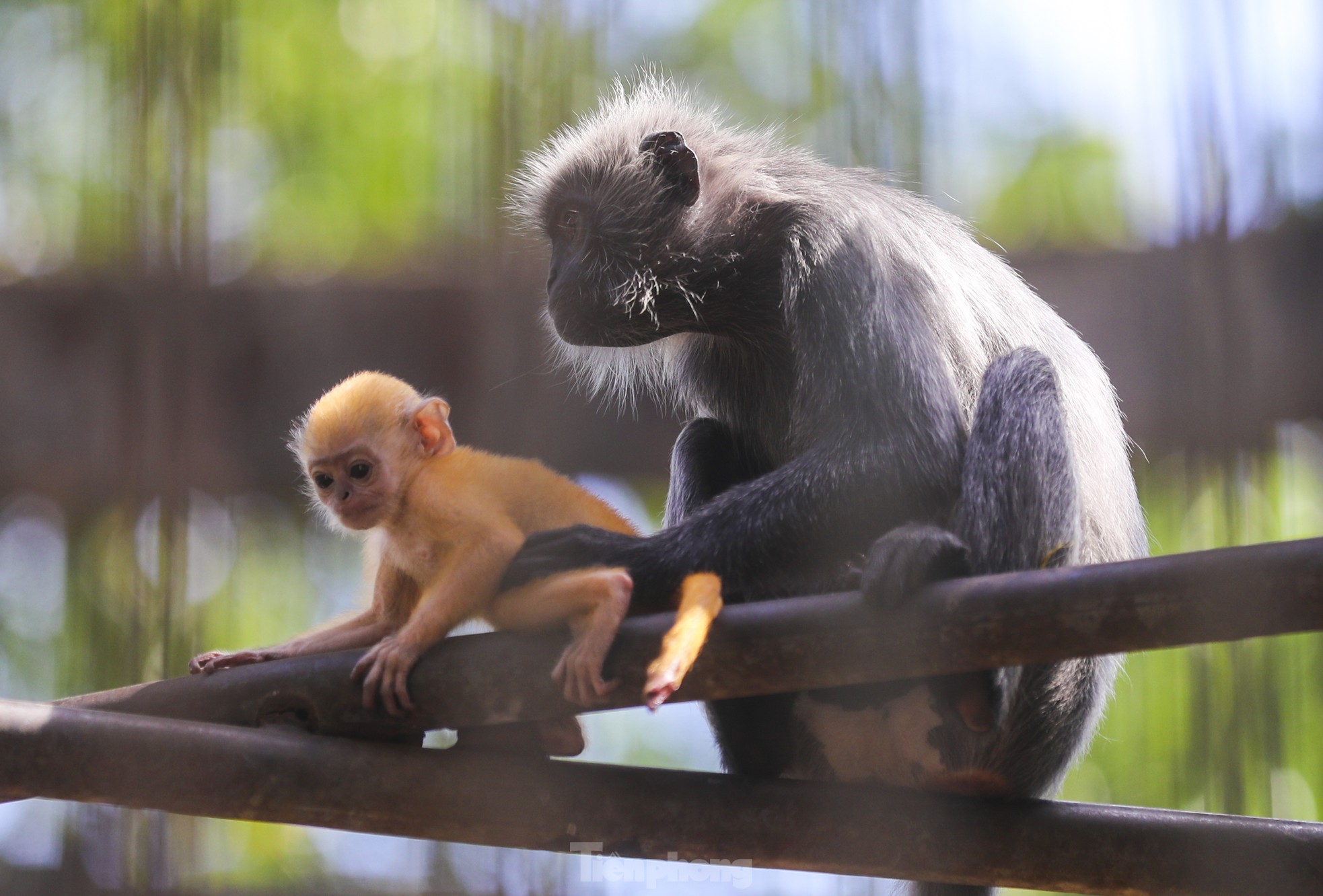 Chú khỉ con ở Thảo Cầm Viên có gì đặc biệt mà gây &quot;sốt&quot; mạng xã hội? - Ảnh 4.